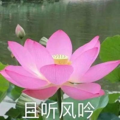 人民网评：“零容忍”严打破坏生态安全犯罪